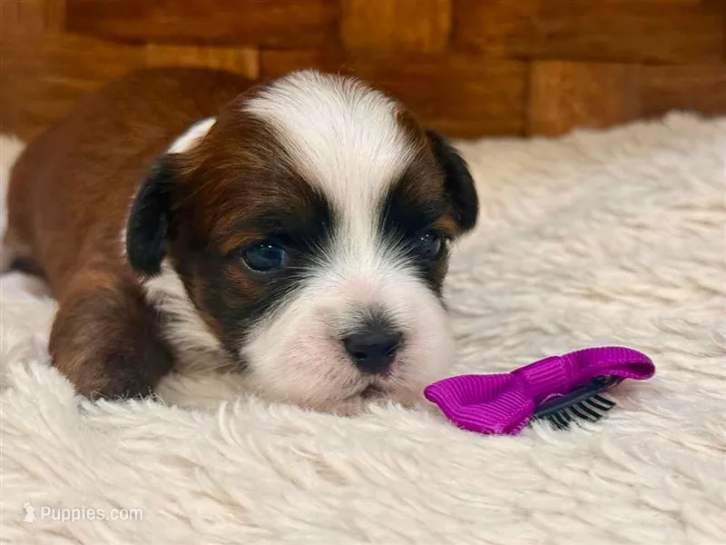 Skye, a female Havanese for sale in Ruston, LA – 1 of 2