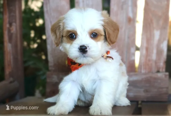 Jared – Cavalier King Charles Spaniel, Havanese puppy for sale in Ruston, LA