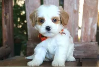 Jared, a male Cavalier King Charles Spaniel and Havanese for sale in Ruston, LA – 1 of 3