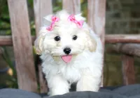 Buttons, a female Maltipoo for sale in Ruston, LA – 4 of 4