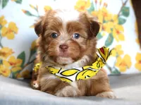 Andrew, a male Havanese for sale in Ruston, LA – 1 of 3