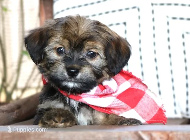 Loki – Havanese puppy for sale in Ruston, LA