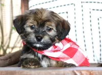 Loki, a male Havanese for sale in Ruston, LA – 1 of 3