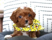 Knox, a male Cavapoo for sale in Ruston, LA – 4 of 5