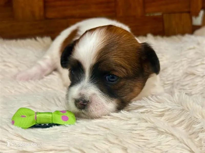 Sage – Havanese puppy for sale in Ruston, LA