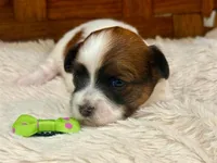 Sage, a female Havanese for sale in Ruston, LA – 1 of 3