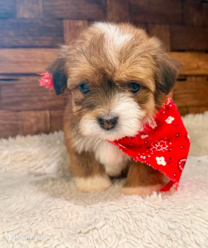 Mario – Havanese puppy for sale in Ruston, LA