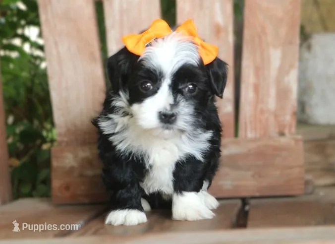 Moo – Havanese puppy for sale in Ruston, LA
