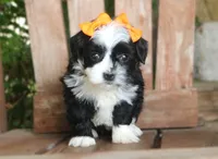 Moo, a female Havanese for sale in Ruston, LA – 1 of 2