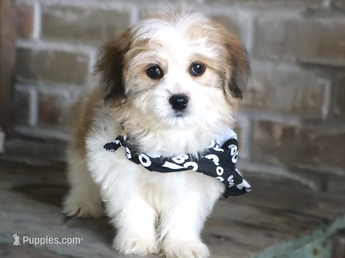 Lewis – Havanese puppy for sale in Ruston, LA