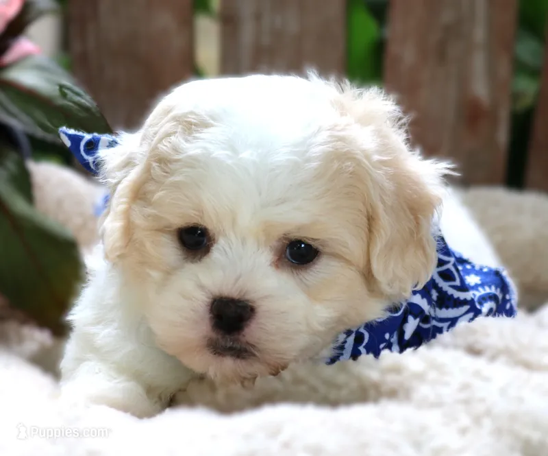 Milo – Shichon puppy for sale in Ruston, LA