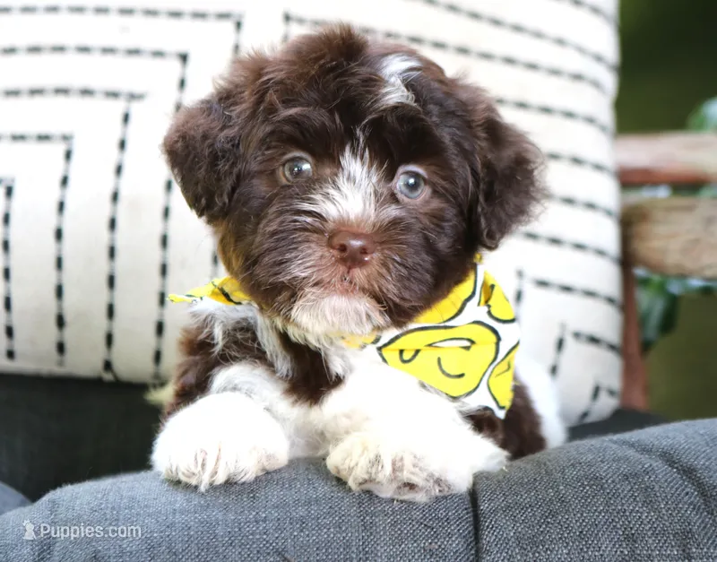 Creole – Havanese puppy for sale in Ruston, LA