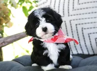 Enzo, a male Havanese for sale in Ruston, LA – 2 of 4