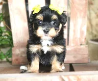 Flora Mae, a female Havanese for sale in Ruston, LA – 3 of 6