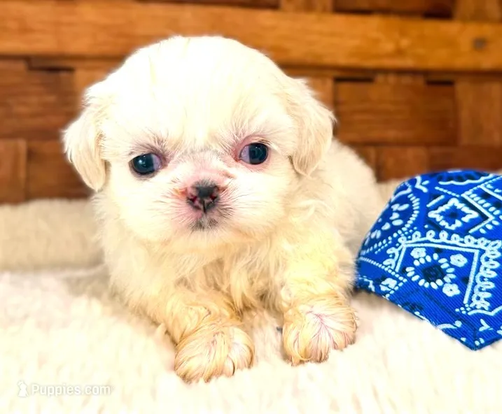 Lionel – Shih Tzu puppy for sale in Ruston, LA