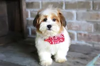 Turner - (TURKEY LEG), a male Havanese for sale in Ruston, LA – 3 of 4