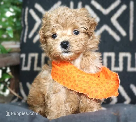 Rafiki – Maltipoo puppy for sale in Ruston, LA