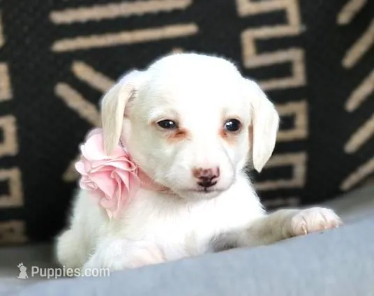 Breezy – Italian Greyhound, Poodle - Miniature  puppy for sale in Ruston, LA