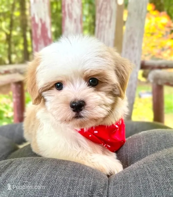 Anthony – Havanese puppy for sale in Ruston, LA