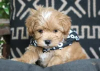 Rupert, a male Maltipoo for sale in Ruston, LA – 2 of 2