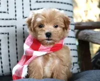 Gizmo, a male Maltipoo for sale in Ruston, LA – 2 of 4