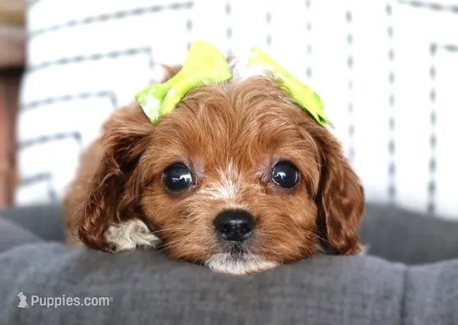 Kiki – Cavapoo puppy for sale in Ruston, LA