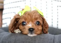 Kiki, a female Cavapoo for sale in Ruston, LA – 1 of 2