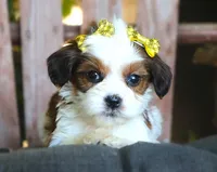Jasmine, a female Cavalier King Charles Spaniel and Havanese for sale in Ruston, LA – 2 of 3