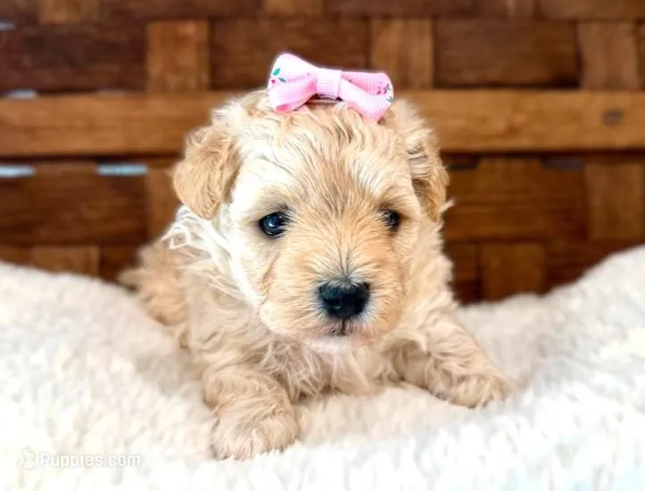  Nellie – Maltipoo puppy for sale in Ruston, LA