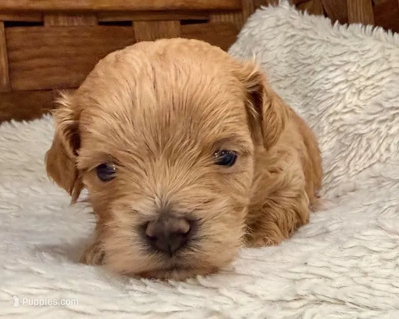 Bubbles – Maltipoo puppy for sale in Ruston, LA