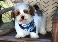 Willie Nelson, a male Havanese for sale in Ruston, LA – 2 of 2