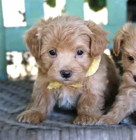 Ziggy, a male Maltipoo for sale in Ruston, LA – 1 of 2