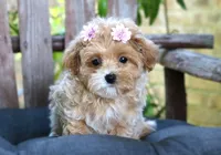 Jess - Tiny | Gentle & Laid-Back | A True Little Lap Baby, a female Maltipoo for sale in Ruston, LA – 2 of 4