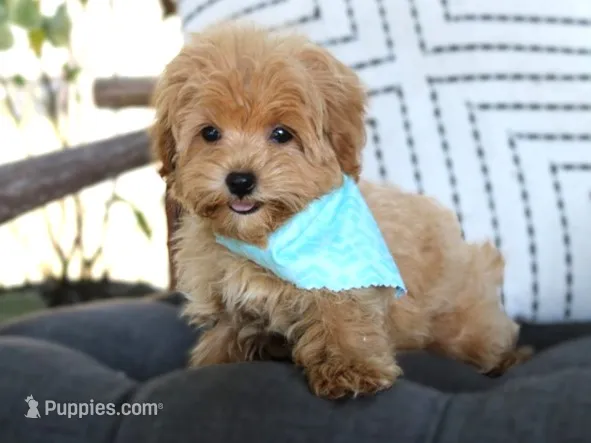 Boo  – Maltipoo puppy for sale in Ruston, LA
