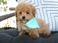 Boo , a male Maltipoo for sale in Ruston, LA – 1 of 2