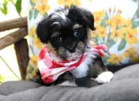 Clint Black, a male Havanese for sale in Ruston, LA – 2 of 2