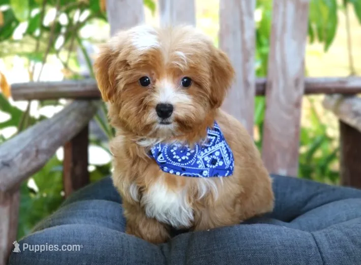 Dodge – Havanese puppy for sale in Ruston, LA