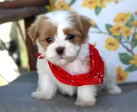 Thor, a male Havanese for sale in Ruston, LA – 2 of 2