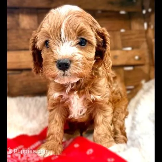 Kendrix, a male Cavapoo for sale in Ruston, LA – Photo 2 of 3