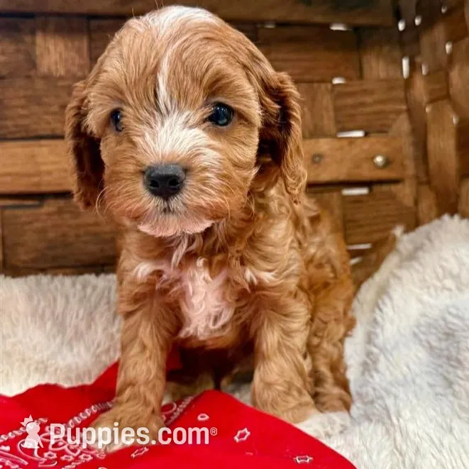 Kendrix, a male Cavapoo for sale in Ruston, LA – Photo 3 of 3