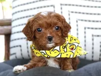 Knox, a male Cavapoo for sale in Ruston, LA – 5 of 5