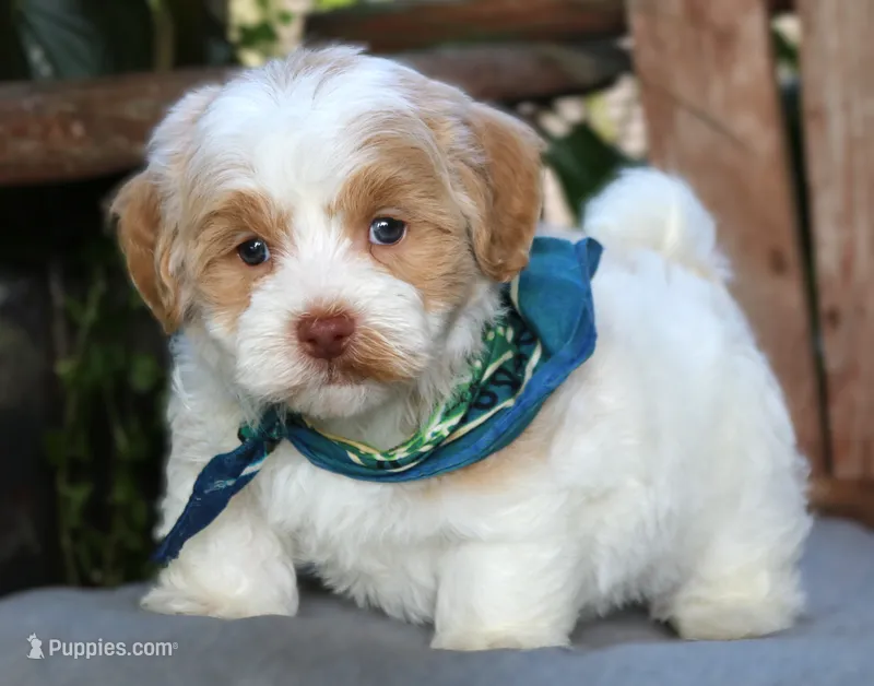 Mocha – Havanese puppy for sale in Ruston, LA
