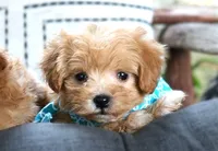 Grady, a male Maltipoo for sale in Ruston, LA – 2 of 2