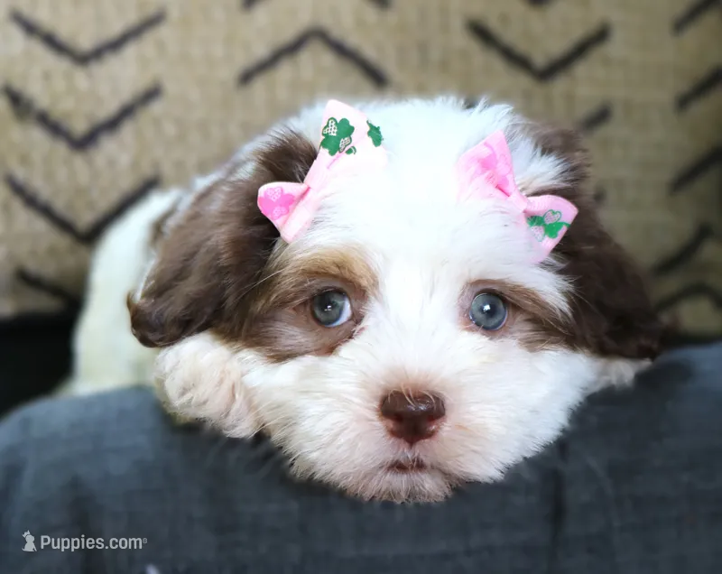Lady Marmalade – Havanese puppy for sale in Ruston, LA