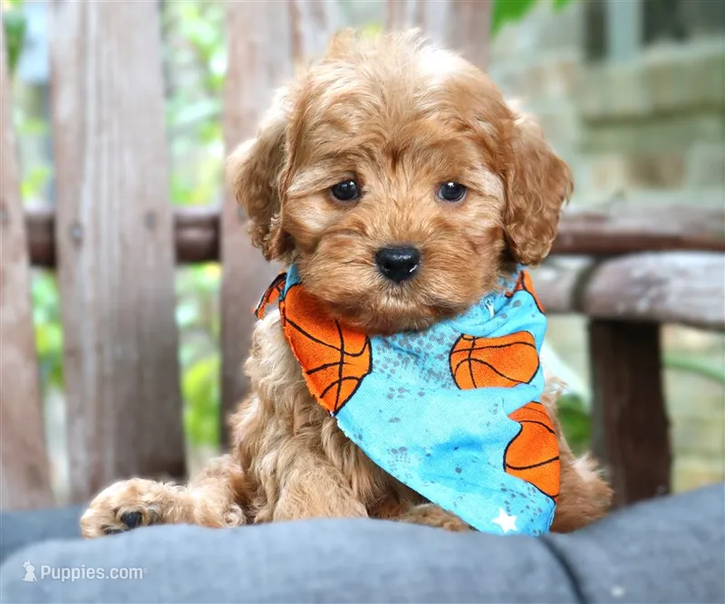Riley **DARK RED** – Cavapoo puppy for sale in Ruston, LA