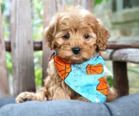 Riley **DARK RED**, a male Cavapoo for sale in Ruston, LA – 1 of 4