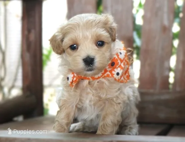 Dexter – Maltipoo puppy for sale in Ruston, LA