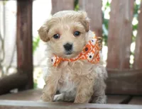 Dexter, a male Maltipoo for sale in Ruston, LA – 1 of 2