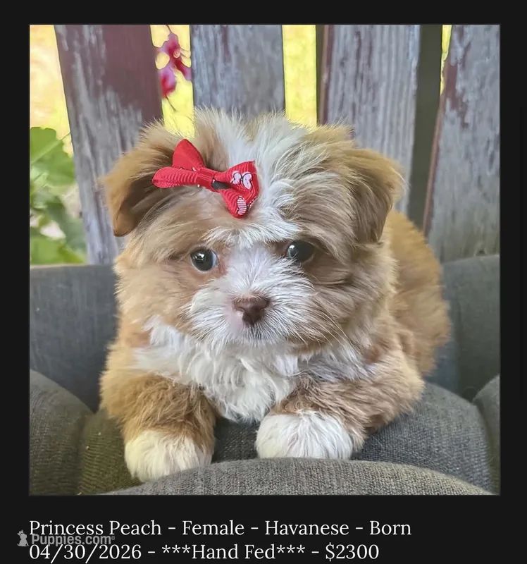 Princess Peach – Havanese puppy for sale in Ruston, LA