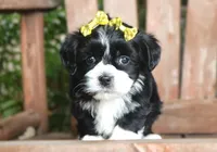 Dottie, a female Havanese for sale in Ruston, LA – 2 of 2